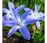 neve splendente - Chionodoxa - semi selvatici di decorazioni giardino esterni balcone resistenti giardino semi letto elevato 250pcs