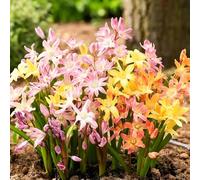 neve splendente Chionodoxa semi selvatici di giardino esterni balcone resistenti giardino semi letto elevato 250pcs