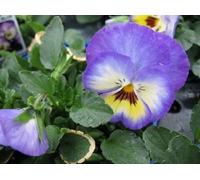 NEW! 35+ BLUE ULTIMA RADIANCE SEEDS Pansy/Long-lasting Annual: Package Contains Seeds