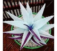 New 50 Pcs Aloe Succulent seeds Seed for sowing White Purple:Seeds : Package Contains seeds