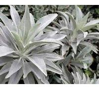New White Sage 50 Seeds Heirloom Non GMO : Package Contains Seeds