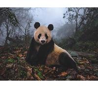 New York Puzzle Company - National Geographic Giant Panda - Puzzle da 1000 pezzi