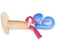 NewPath Learning Human Ear Kit per la creazione di modelli 3-D, Set/5 modelli di carta a colori e guida per insegnanti (24-7773)