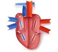 NewPath Learning Human Heart 3-D Model Making Kit, Set/5 modelli di carta a colori e guida per insegnanti (24-7775)