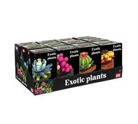 Nice Mattoncini - 1 Pianta Esotica a Sorpresa