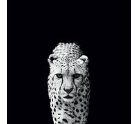 Nicolas Evariste Acinonyx Jubatus su Tela, 40 x 40 cm, Motivo: Impronte, Colore: Multicolore