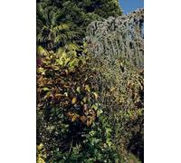 Nicolas Faure: The Order of Things (Copertina rigida)