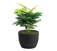 Nicoli Vaso Hera Matt in resina opaca per interni ed esterni, design moderno resistente a urti e raggi UV, ideale come vaso decorativo da giardino o terrazzo, Ø 40 cm, Con Aralia 70 cm - ANTRACITE