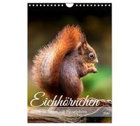 Niedlicher Nager - Das Eichhörnchen (Wandkalender 2026 DIN A4 hoch), CALVENDO Monatskalender: Eichhörnchen im Park während eines Jahres