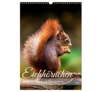 Niedlicher Nager - Das Eichhörnchen (Wandkalender 2027 DIN A3 hoch), CALVENDO Mo