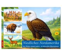 Niedliches Nordamerika (Wandkalender 2026 DIN A2 quer), CALVENDO Monatskalender: Entdecke die freundliche Seite wilder nordamerikanischer Tiere in ... Illustrationen, die Groß und Klein begeistern