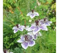 Nigella balcone giardino resistenti raro 600semi