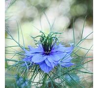 nigella in vaso giardino esterni resistenti balcone 750semi