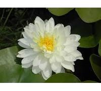 Ninfea '1000 Petali' - Pianta Acquatica Rustica a Radice Nuda Fiore Doppiamente Denso e Setoso - Per Laghetti e Vasche Ornamentali - Fioritura Estiva - Coltivata in Italia
