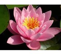 Ninfea 'AMERICAN STAR' - Pianta Acquatica Viva a Radice Nuda Fiore Rosa Intenso con Riflessi Arancio - Per Laghetti, Vasche e Stagni - Fioritura Prolungata - Coltivata in Italia
