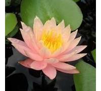 Ninfea 'Barbara Dobbins' - Pianta Acquatica Rustica Viva a Radice Nuda Fiore Giallo Pesca con Sfumature Rosa - Per Laghetti e Stagni - Fioritura Estiva - Made in Italy