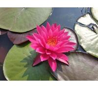 Ninfea ‘Bernice Ikins’ - Pianta Acquatica Rustica a Radice Nuda Fiore Rosa Fucsia Doppio e Profumato - Fioritura Estiva Abbondante - Ideale per Laghetti e Vasche - Coltivata in Italia