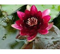 Ninfea Black Princess pianta viva a radice nuda - Fiore acquatico rosso scuro quasi nero - Per laghetti, stagni, fontane, vasche - Crescita facile, spedizione veloce