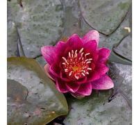 Ninfea 'Burgundy Princess' - Pianta Acquatica Rustica Viva a Radice Nuda Fiore Rosso Borgogna Intenso - Per Laghetti Piccoli e Vasche - Fioritura Estiva - Coltivata in Italia