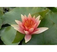Ninfea 'David' - Pianta Acquatica Viva a Radice Nuda Fiore Rosso Intenso - Per Laghetti, Vasche e Stagni da Giardino - Fioritura Estiva Prolungata - Coltivata in Italia