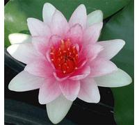 Ninfea 'Fabiola' - Pianta Acquatica Viva a Radice Nuda Fiore Rosa Delicato - Ideale per Laghetti, Vasche e Stagni - Fioritura Estiva Prolungata - Coltivata in Italia