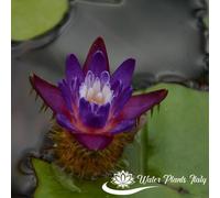 Ninfea ‘Ferox’ - Pianta Acquatica Selvatica a Radice Nuda Foglie Spinose, Fiori Giallo-Rosati - Ideale per Collezionisti ed Ecosistemi Naturali - Coltivata in Italia