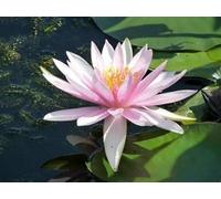 Ninfea ‘Fritz’ - Pianta Acquatica Rustica a Radice Nuda Fiore Rosa Scuro Brillante a Coppa - Per Laghetti Ornamentali e Vasche - Fioritura Estiva Abbondate - Coltivata in Italia