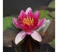 Ninfea 'Froebeli' - Pianta Acquatica Viva a Radice Nuda Fiore Rosso Porpora Intenso - Per Laghetti, Vasche e Stagni - Fioritura Lunga - Coltivata in Italia