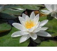 Ninfea 'Gladstoniana' - Pianta Acquatica Viva a Radice Nuda Fiore Bianco Grande e Profumato - Ideale per Laghetti e Stagni Ampi - Fioritura Estiva - Coltivata in Italia