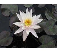 Ninfea 'Hazorea' - Pianta Acquatica Rustica Viva a Radice Nuda Fiore Rosa Chiaro con Centro Giallo - Per Laghetti e Stagni - Fioritura Estiva - Coltivata in Italia