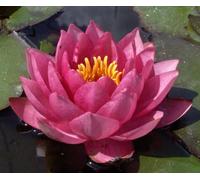 Ninfea 'James Brydon' - Pianta Acquatica Viva a Radice Nuda Fiore Rosso Cremisi a Coppa - Per Laghetti, Vasche e Stagni - Fioritura Estiva Prolungata - Coltivata in Italia