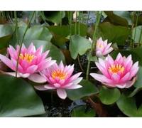Ninfea 'Laydekeri Lilacea' - Pianta Acquatica Viva a Radice Nuda Fiore Rosa Lilla Delicato - Per Laghetti e Vasche Piccole - Fioritura Estiva - Coltivata in Italia