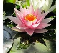 Ninfea ‘Marguerite La Place’ - Pianta Acquatica Rustica a Radice Nuda Fiore Rosa Intenso con Petali Lucidi - Per Laghetti Ornamentali - Fioritura Estiva Prolungata - Made in Italy