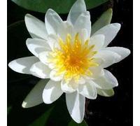 Ninfea 'Marliacea Albida' - Pianta Acquatica Viva a Radice Nuda Fiore Bianco Puro - Per Laghetti, Vasche e Stagni - Fioritura Estiva Abbondate - Coltivata in Italia