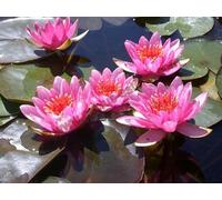 Ninfea 'Maurice Laydeker' - Pianta Acquatica Viva a Radice Nuda Fiore Rosa Intenso - Per Laghetti, Vasche e Stagni - Fioritura Estiva Prolungata - Coltivata in Italia