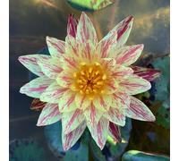 Ninfea 'Paranee' - Pianta Acquatica Rustica a Radice Nuda Fiore Giallo Screziato Rosa Intenso - Premio IWGS 2018 - Per Laghetti e Stagni - Coltivazione Italiana