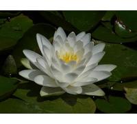 Ninfea 'Perry’s Double White' - Pianta Acquatica Viva a Radice Nuda Fiore Bianco Doppio e Pieno - Per Laghetti e Stagni - Fioritura Estiva - Coltivata in Italia
