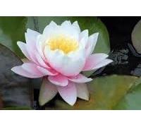 Ninfea 'Perry's Bicolor' - Pianta Acquatica Viva a Radice Nuda Fiore Rosa e Bianco Sfumato - Per Laghetti e Stagni - Fioritura Estiva - Ninfea Rustica Coltivata in Italia