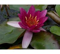 Ninfea 'Pygmaea Rubra' - Mini Ninfea a Radice Nuda Fiore Rosso Rubino - Pianta Acquatica Compatta per Laghetti e Vasche Piccole - Fioritura Estiva - Coltivata in Italia