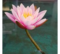 Ninfea rosa, piante acquatiche, piante da laghetto