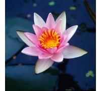 NINFEA ROSA RUSTICA - resistente all'inverno