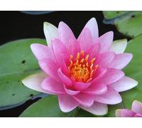 NINFEA ROSA RUSTICA - resistente all'inverno