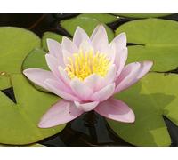 NINFEA ROSA RUSTICA - resistente all'inverno