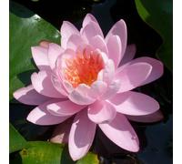 NINFEA ROSA RUSTICA - resistente all'inverno