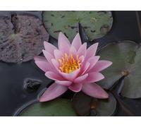 Ninfea 'Rosennymphe' - Pianta Acquatica Viva a Radice Nuda Fiore Rosa Chiaro a Coppa - Varietà Rustica per Laghetti, Vasche e Stagni - Coltivata in Italia - Fioritura Estiva