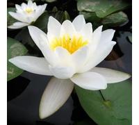 NINFEA RUSTICA RESISTENTE BIANCA (ALBA PLENISSIMA)