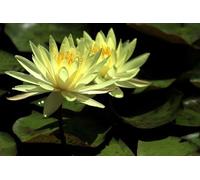 Ninfea Sulfurea pianta viva a radice nuda - Fiore acquatico giallo chiaro - Ideale per laghetti, fontane, stagni - Ninfea rustica resistente, crescita facile, spedizione veloce