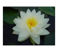 Ninfea 'Tuberosa Richardsonii' - Pianta Acquatica Viva a Radice Nuda Fiore Bianco Grande - Per Laghetti Grandi e Stagni Profondi - Fioritura Estiva - Coltivata in Italia