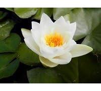 Ninfea Virginalis pianta viva a radice nuda - Fiore acquatico bianco puro - Per laghetti, stagni e fontane - Ninfea rustica resistente, fioritura abbondante, spedizione veloce