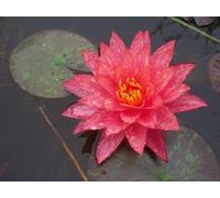 Ninfea 'Wanvisa' - Pianta Acquatica Viva a Radice Nuda Fiore Multicolore Rosa e Giallo - Per Laghetti, Vasche e Stagni - Fioritura Estiva - Ninfea Rustica Coltivata in Italia